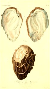 Etheria elliptica (1) 1831