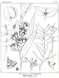 Eucalyptus sideroxylon00