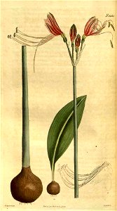 Eucrosia bicolor2490