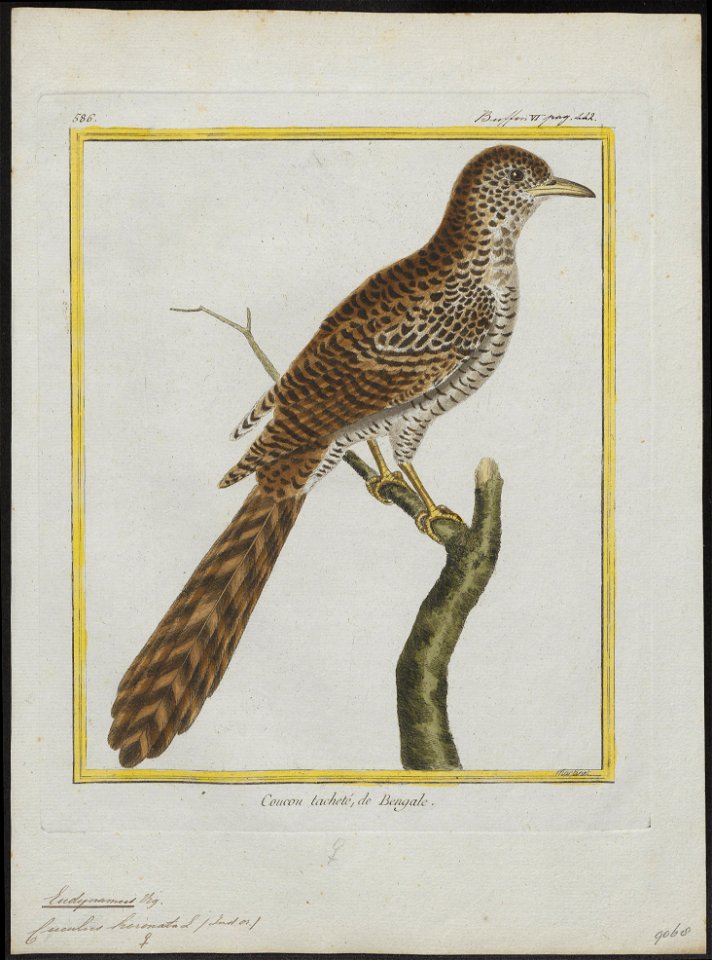 Eudynamys horonata - 1700-1880 - Print - Iconographia Zoologica - Special Collections University of Amsterdam - UBA01 IZ18800311