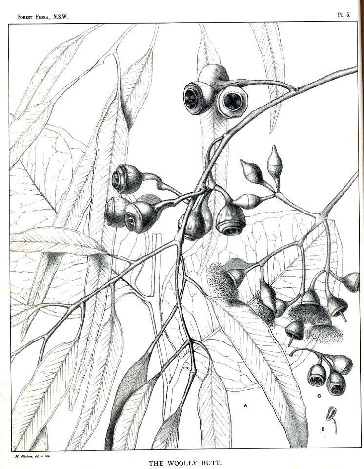 Eucalyptus longifolia00
