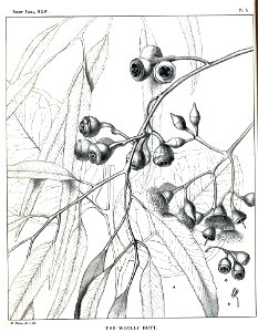 Eucalyptus longifolia00