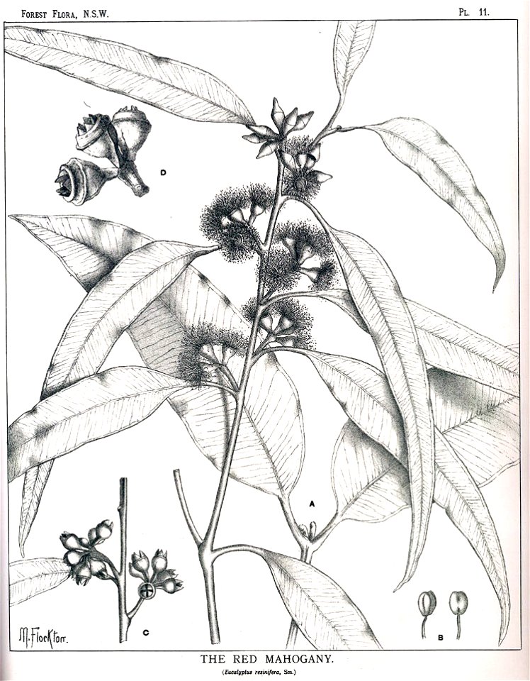 Eucalyptus resinifera00
