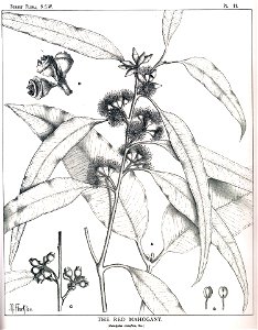 Eucalyptus resinifera00