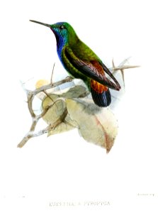 EucephalaPyropygaKeulemans