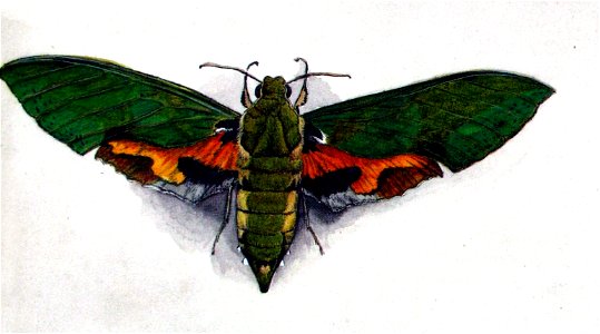 Euchloron megaera00