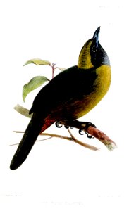 EucometisCassiniiWolf