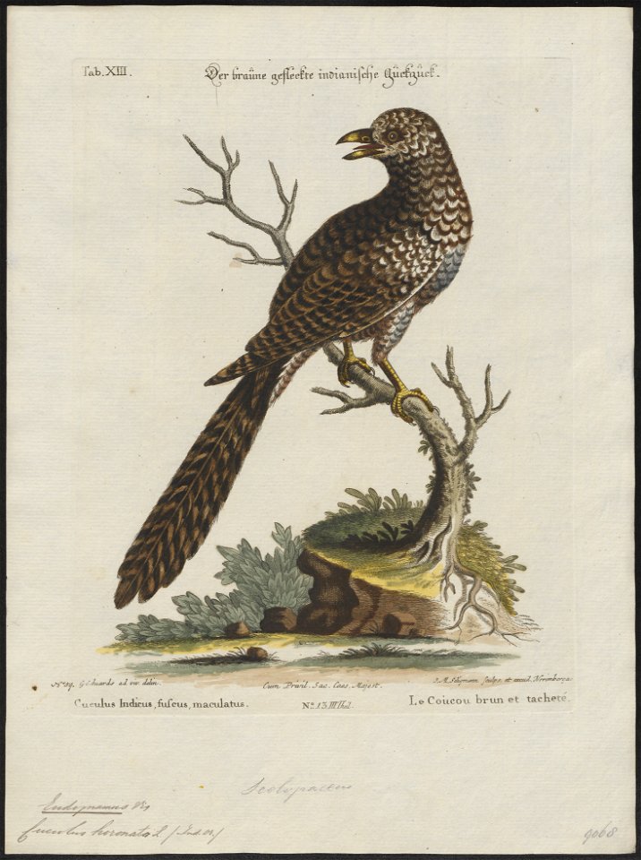Eudynamys horonata - 1700-1880 - Print - Iconographia Zoologica - Special Collections University of Amsterdam - UBA01 IZ18800315