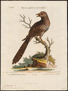 Eudynamys horonata - 1700-1880 - Print - Iconographia Zoologica - Special Collections University of Amsterdam - UBA01 IZ18800315