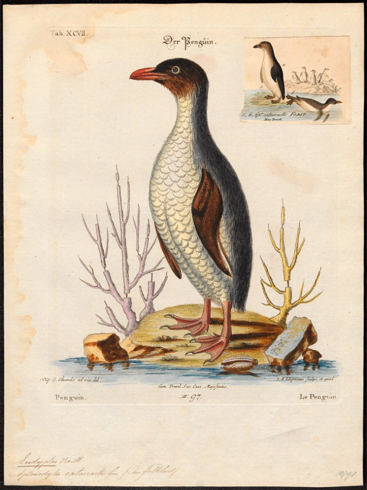 Eudyptes catarractes - 1700-1880 - Print - Iconographia Zoologica - Special Collections University of Amsterdam - UBA01 IZ17800215