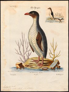 Eudyptes catarractes - 1700-1880 - Print - Iconographia Zoologica - Special Collections University of Amsterdam - UBA01 IZ17800215
