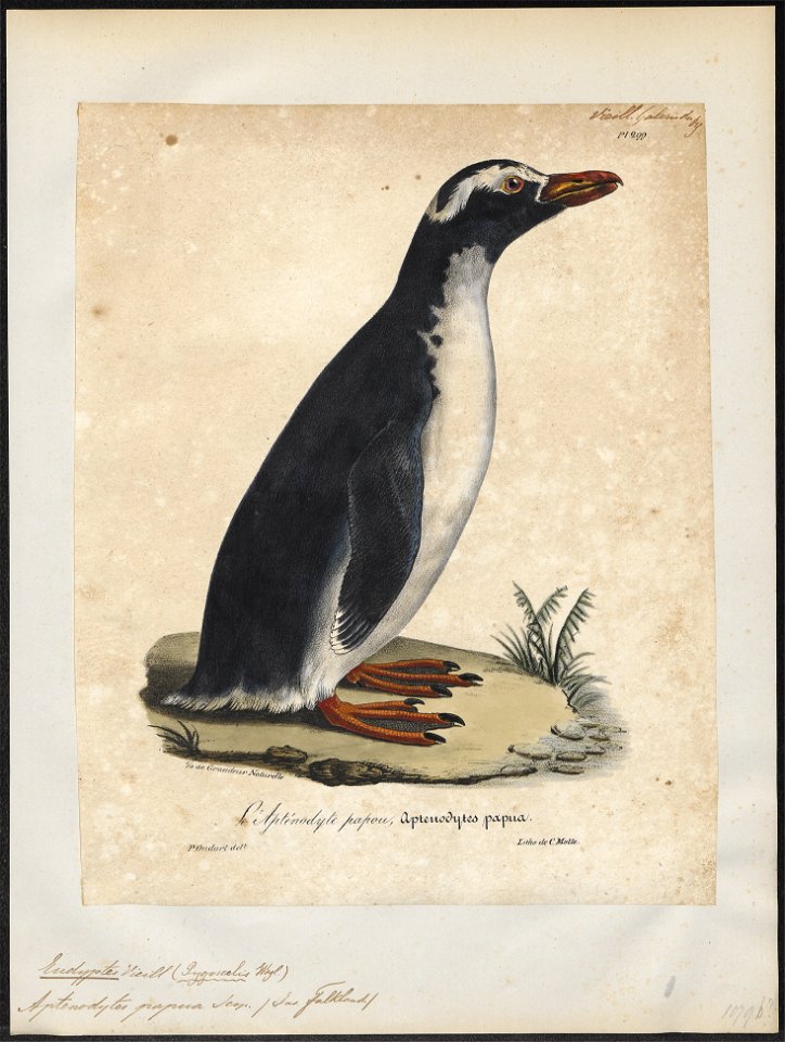 Eudyptes papua - 1825-1834 - Print - Iconographia Zoologica - Special Collections University of Amsterdam - UBA01 IZ17800227