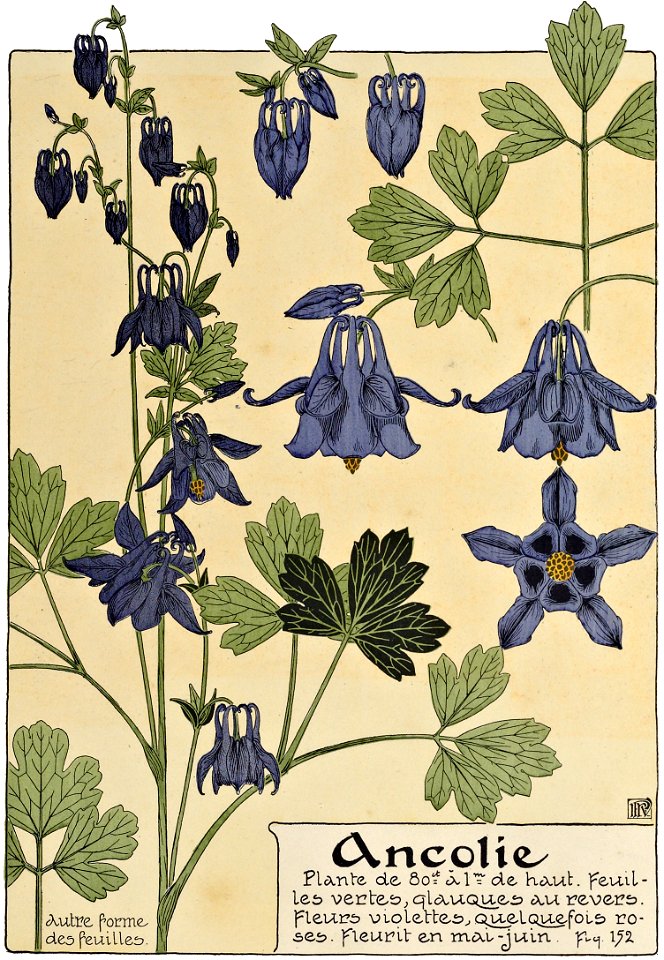 Etude de la plante - p.113 fig.152 - Ancolie