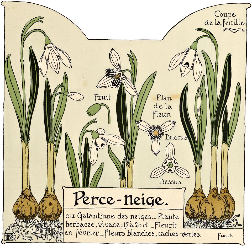 Etude de la plante - p.13 fig.11 - Perce-neige