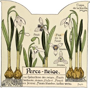 Etude de la plante - p.13 fig.11 - Perce-neige