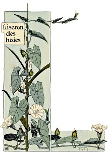 Etude de la plante - p.16 fig.14 - Liseron des haies