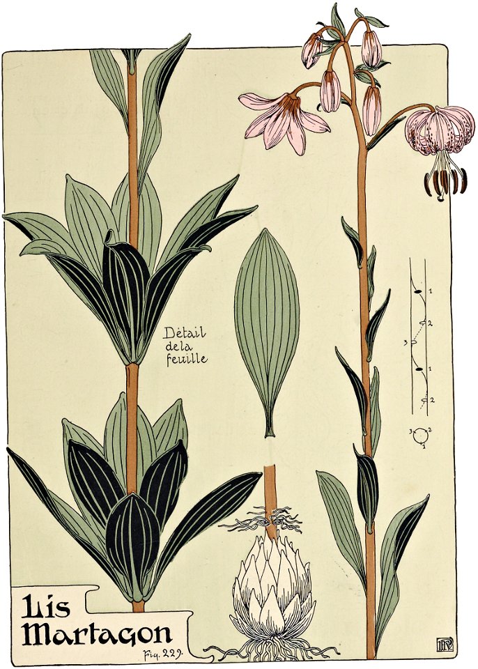 Etude de la plante - p.177 fig.229 - Lis martagon