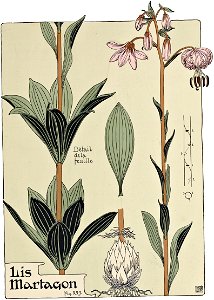 Etude de la plante - p.177 fig.229 - Lis martagon