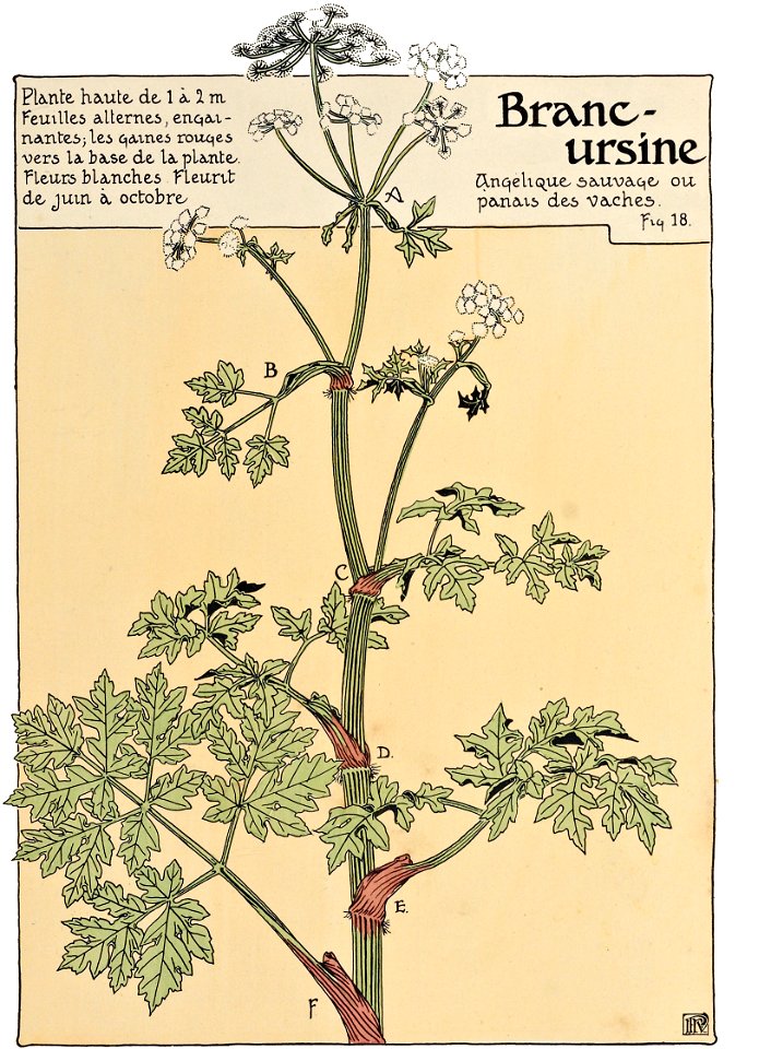 Etude de la plante - p.21 fig.18 - Angélique des bois