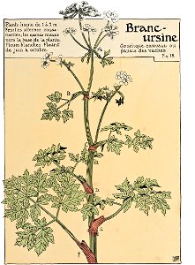 Etude de la plante - p.21 fig.18 - Angélique des bois