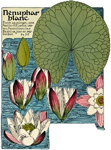Etude de la plante - p.266 fig.317 - Nénuphar blanc