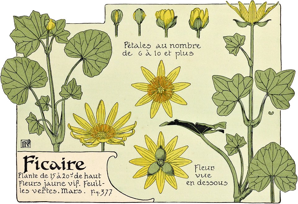 Etude de la plante - p.319 fig.377 - Ficaire