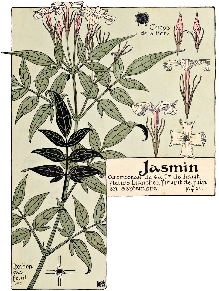 Etude de la plante - p.55 fig.64 - Jasmin