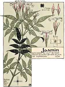 Etude de la plante - p.55 fig.64 - Jasmin