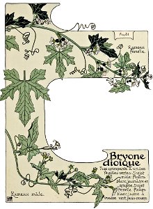 Etude de la plante - p.71 fig.81 - Bryone dioïque