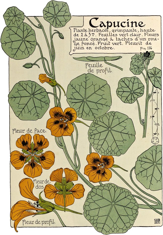 Etude de la plante - p.87 fig.114 - Capucine