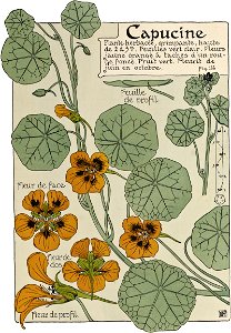 Etude de la plante - p.87 fig.114 - Capucine
