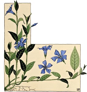 Etude de la plante - p. 103 - fig. 143 - petite pervenche