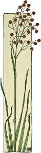 Etude de la plante - p.137 fig.180 - Amourette
