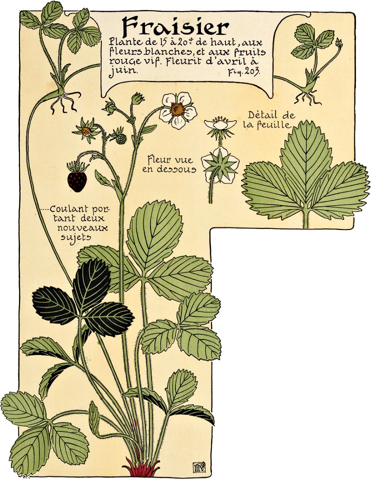 Etude de la plante - p.151 fig.203 - Fraisier