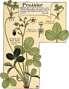 Etude de la plante - p.151 fig.203 - Fraisier