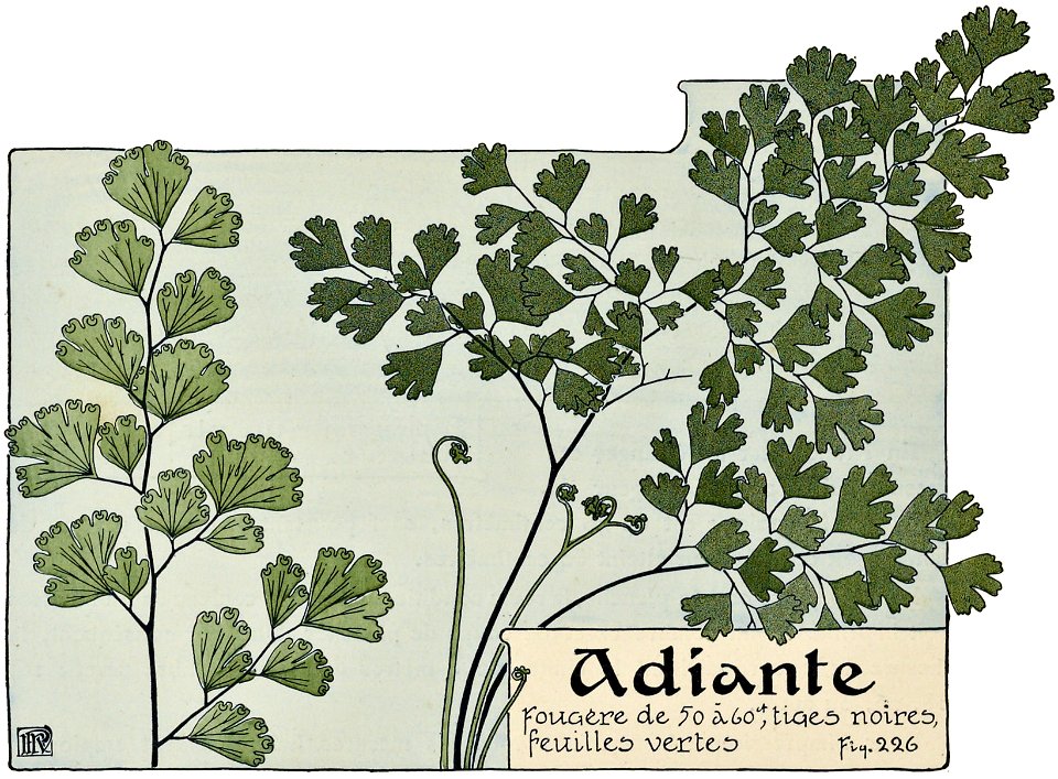 Etude de la plante - p.174 fig.226 - Cheveux de Vénus
