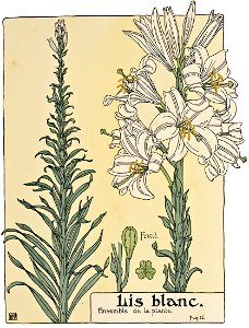Etude de la plante - p.19 fig.16 - Lis blanc