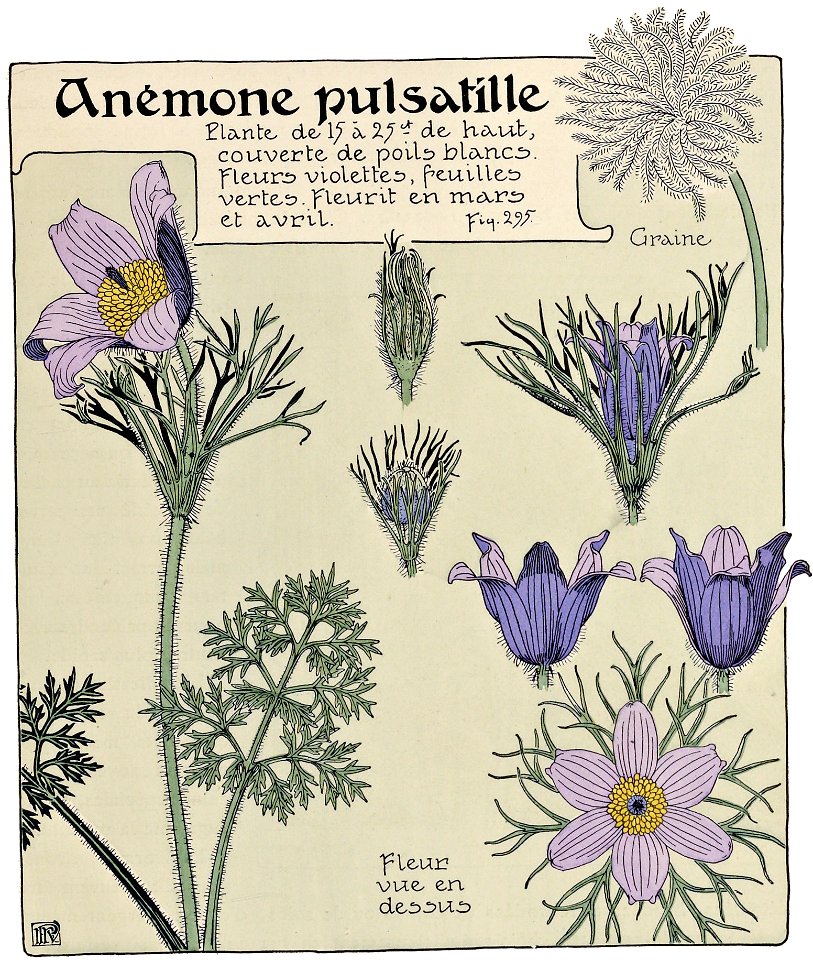 Etude de la plante - p.245 fig.295 - Anémone pulsatille