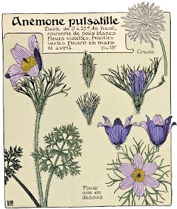 Etude de la plante - p.245 fig.295 - Anémone pulsatille