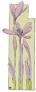 Etude de la plante - p.302 fig.353 - Colchique d'automne
