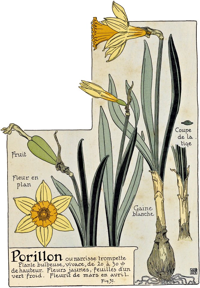 Etude de la plante - p.35 fig.31 - Narcisse jaune