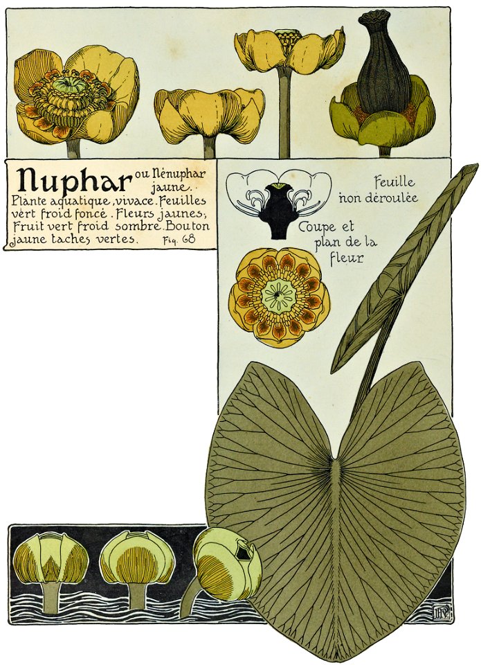 Etude de la plante - p.58 fig.68 - Nénuphar jaune
