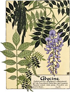 Etude de la plante - p.65 fig.76 - Glycine