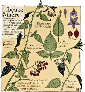 Etude de la plante - p.75 fig.88 - Douce amère