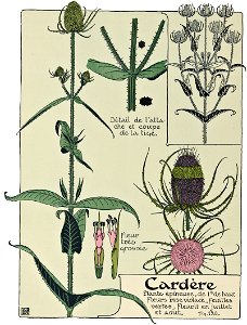 Etude de la plante - p.92 fig.120 - Cardère sauvage