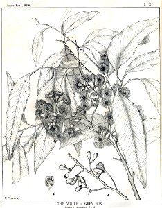 Eucalyptus hemiphloia00