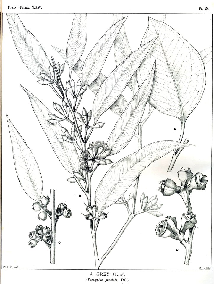 Eucalyptus punctata00