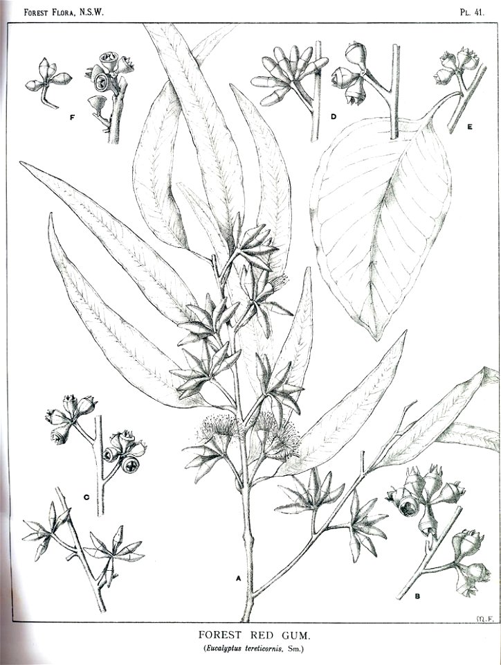 Eucalyptus tereticornis00