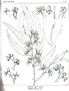 Eucalyptus tereticornis00