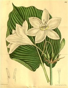 Eucharis lowii 142-8646